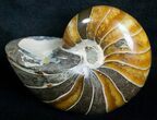 Beautiful Nautilus Fossil - Madagascar #6419-1